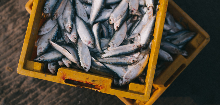 智能石墨消解儀——魚(yú)肉樣品的硝酸消解方案 智能石墨消解儀——魚(yú)肉樣品的硝酸消解方案